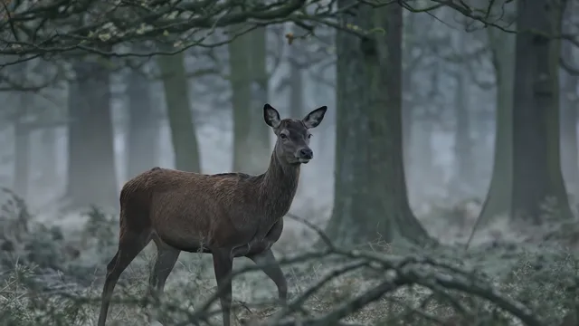 Wan 2.7 — The camera holds still. A red deer stands in thin mist facing three-quarters away, its body
com